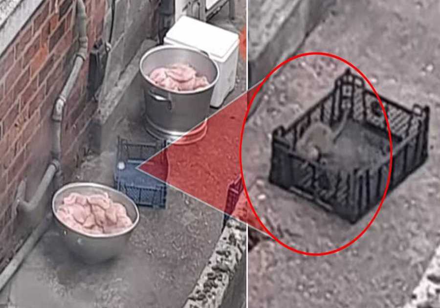Rat seen scurrying near raw chicken in Chinese takeaway garden