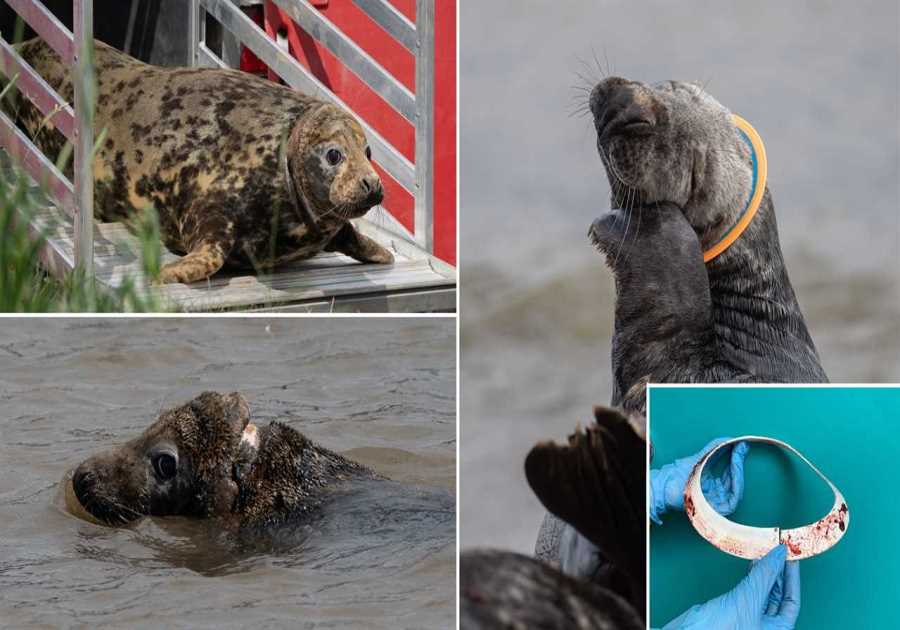 Seal who had plastic disc stuck around neck for two years is finally released