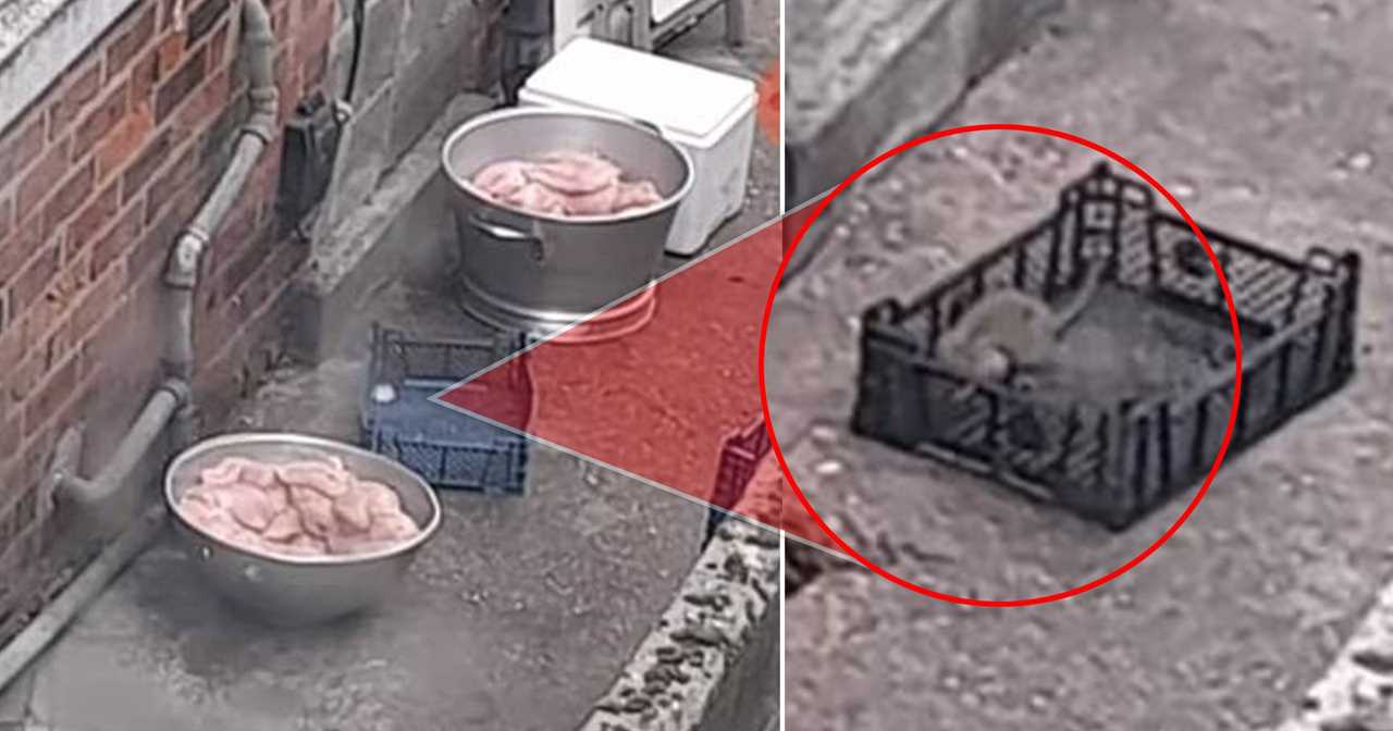 The manager of Jin Ocean Chinese takeaway in Hull apologised and fired an employee who left out an open container of raw chicken which a rat was filmed scampering around.