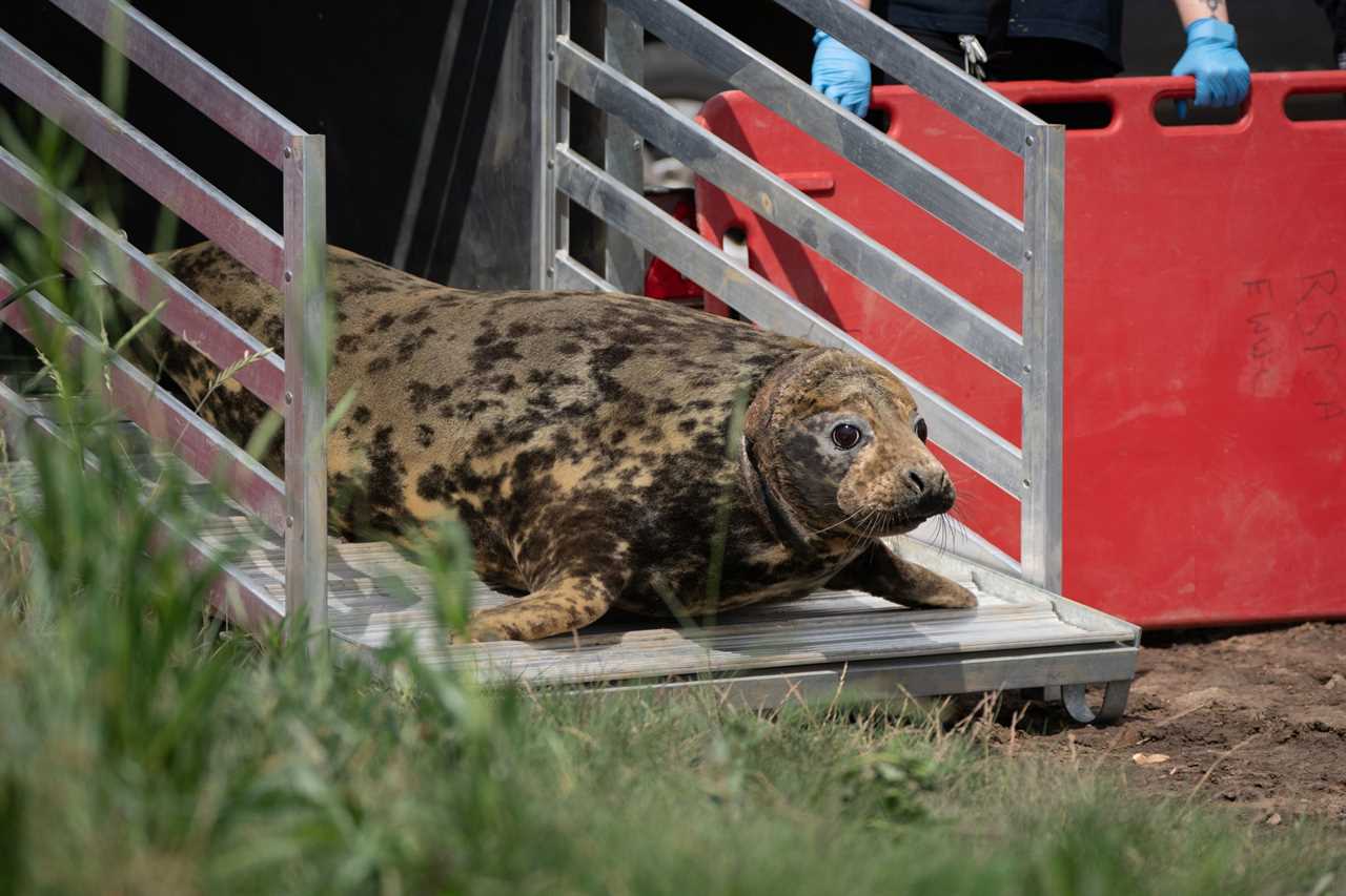A grey seal nicknamed Mrs Vicar due to the white disc around her neck, being released back into the wild at Sutton Bridge in Lincolnshire.