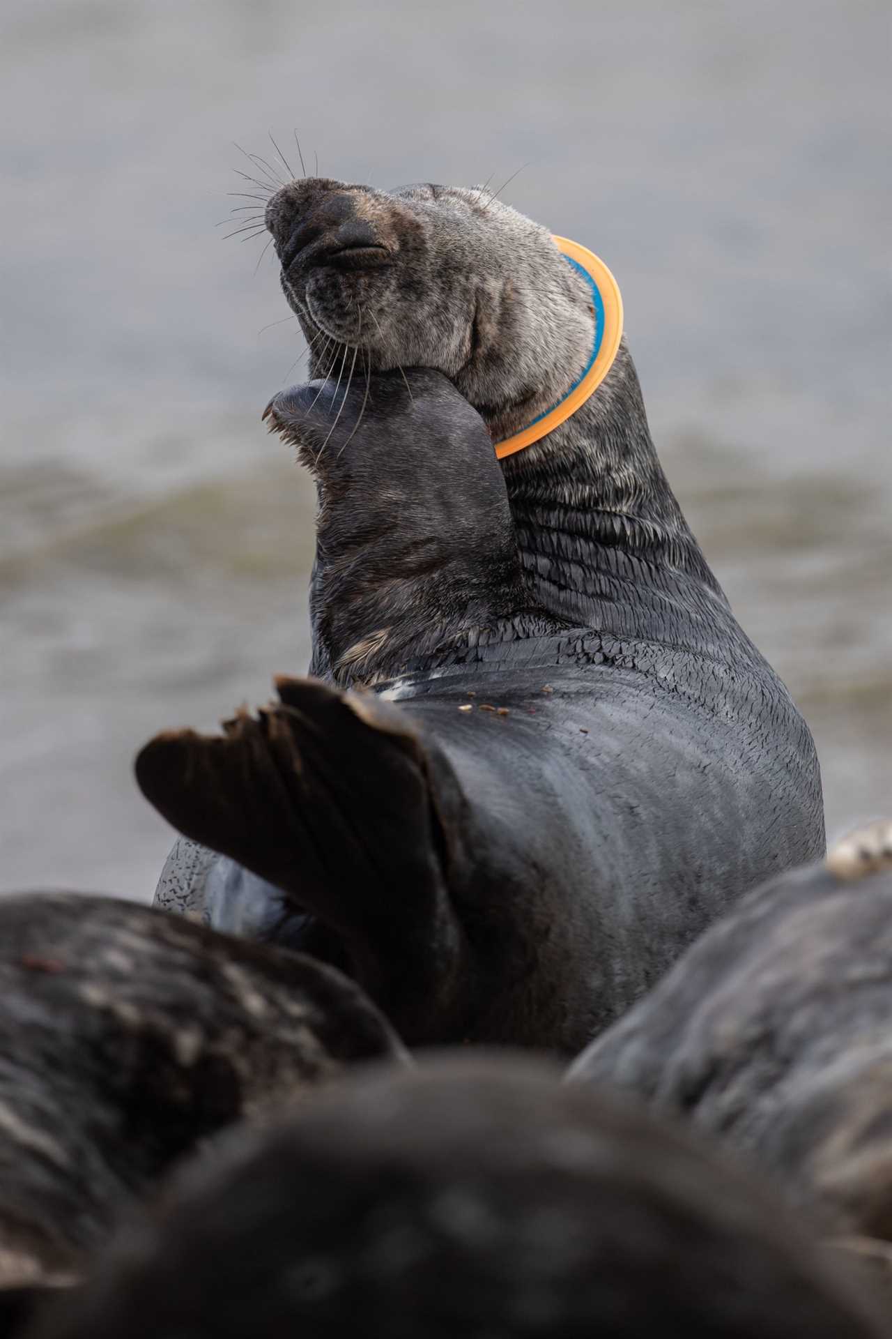 A grey seal with a plastic frisbee stuck around its neck amongst the colony on the beach at Horsey in Norfolk. 