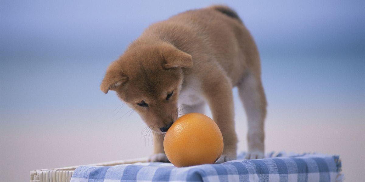 Can Dogs Eat Oranges Every Day And Have A Healthier Life