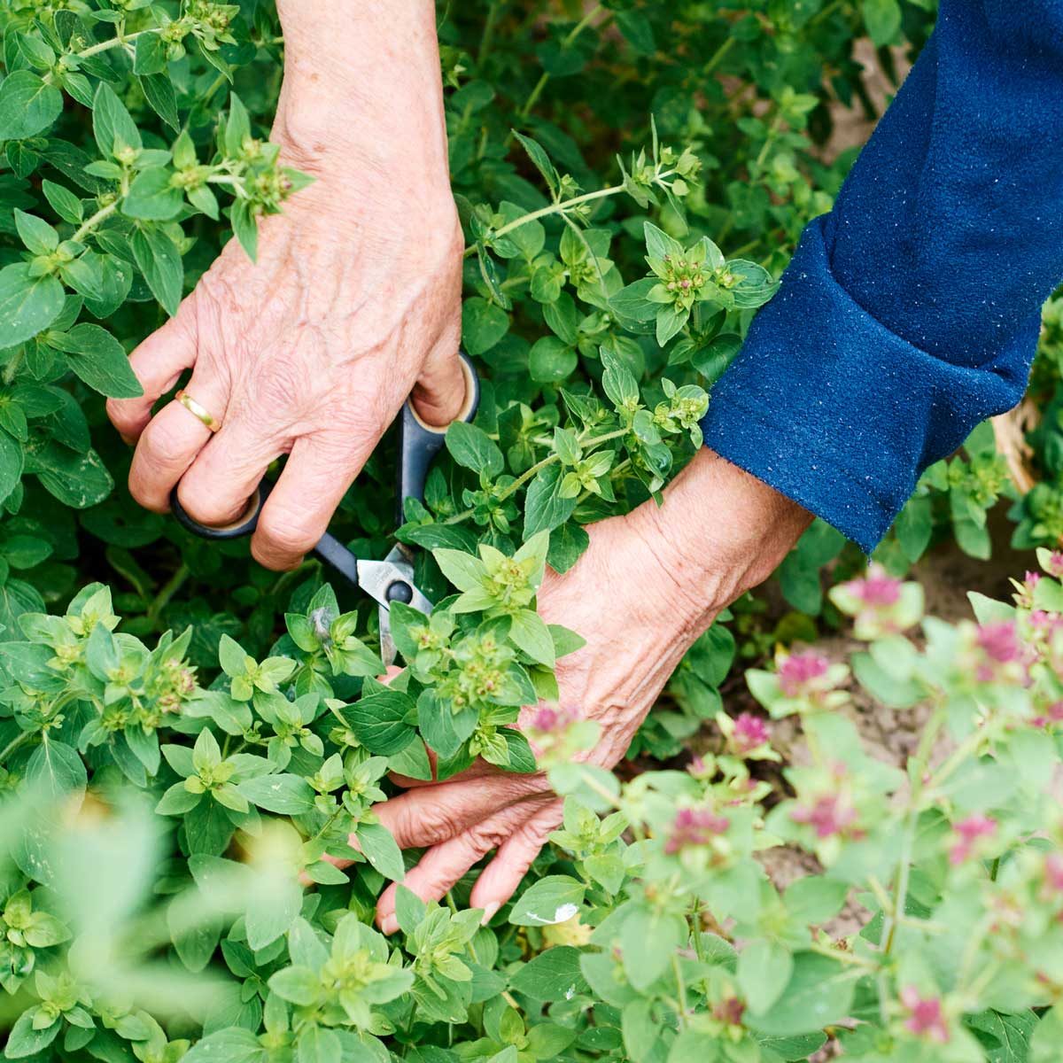 Garden Scissors