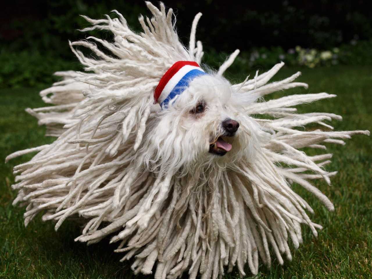 beast dog mark zuckerberg