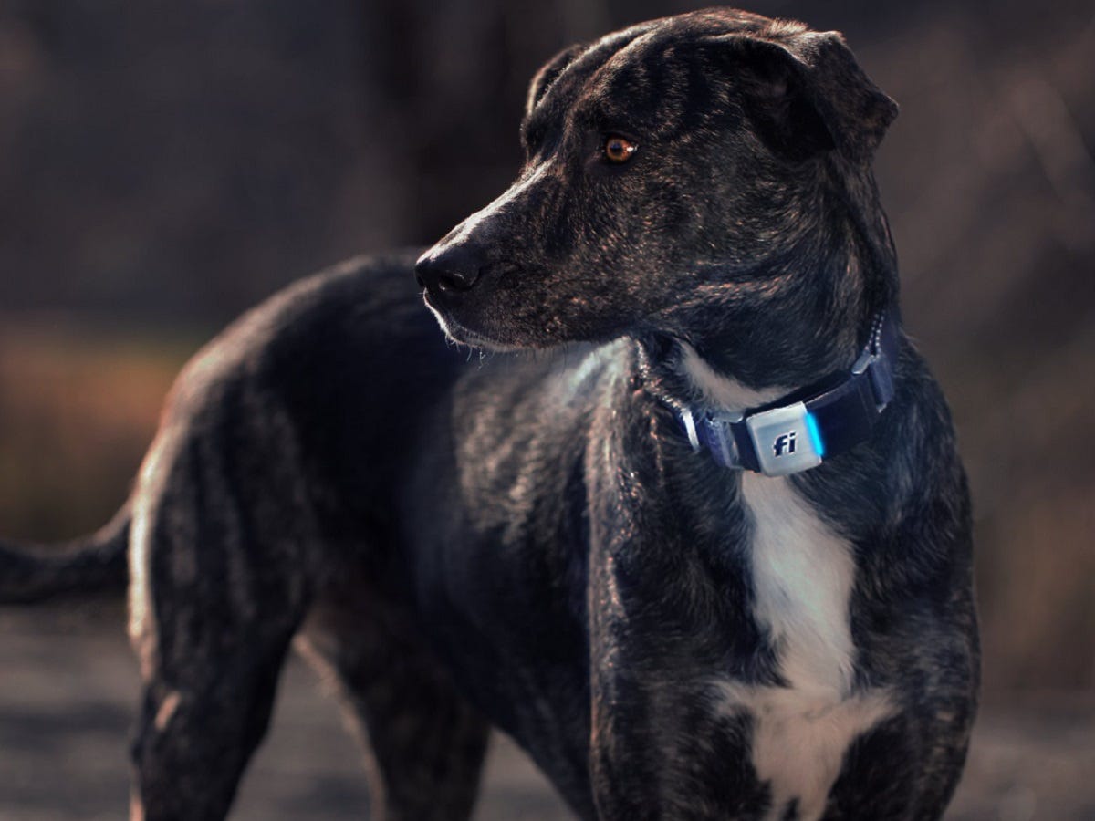 Fi_Smart_Collar Chewy