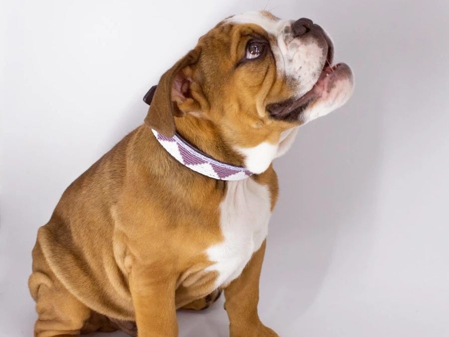 ubuntu_life_dog_collars Ubuntu_Life