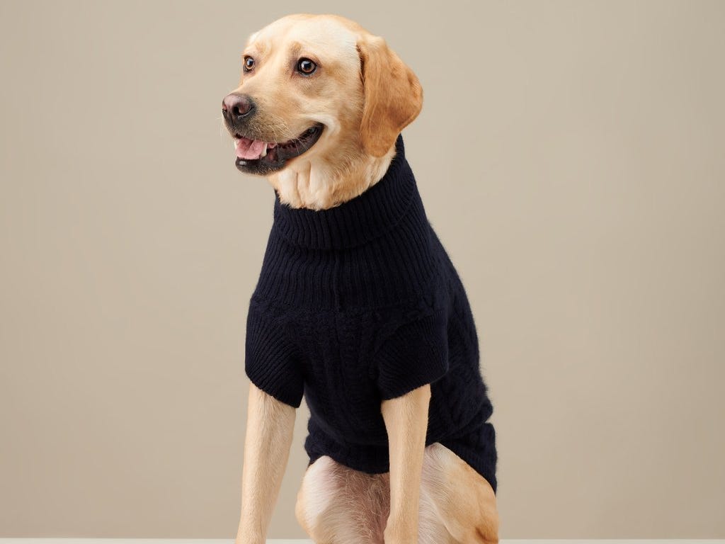 fido_turtleneck The_Barkers