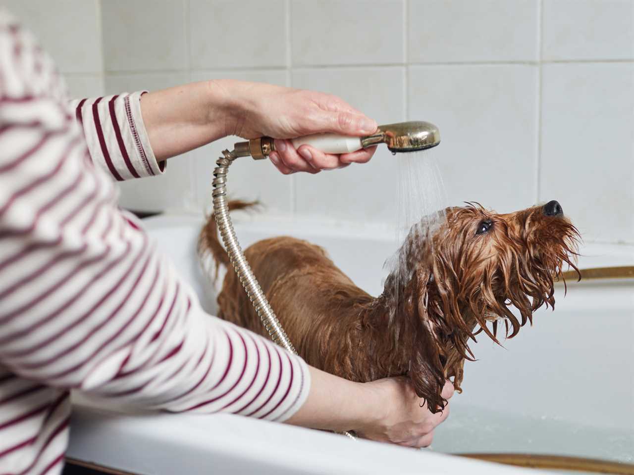 person bathing a dog