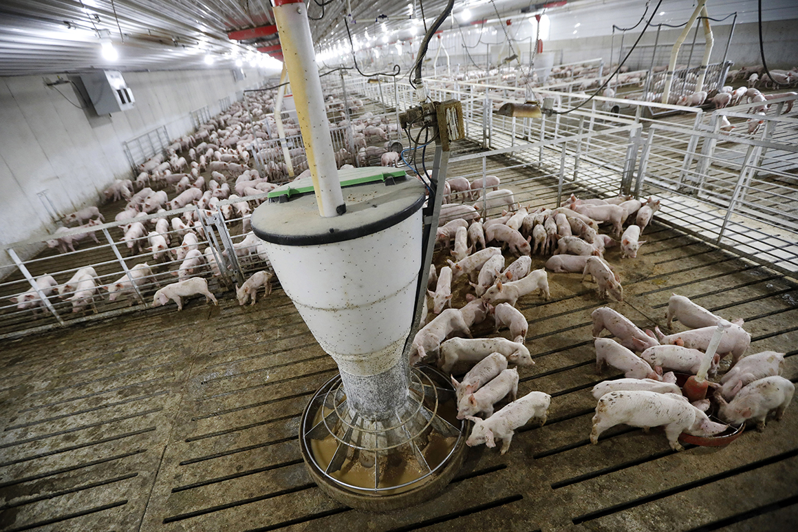 America’s meat supply is cheap and efficient. Covid-19 showed why that’s a problem.