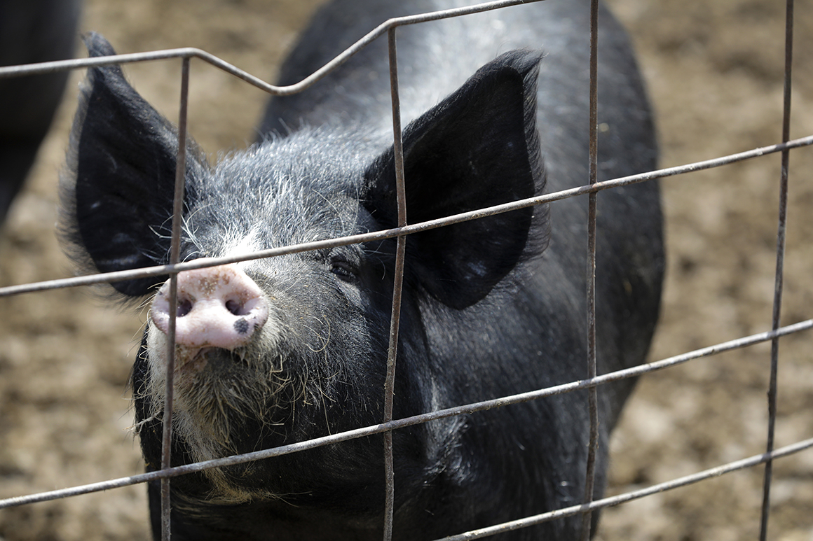 America’s meat supply is cheap and efficient. Covid-19 showed why that’s a problem.