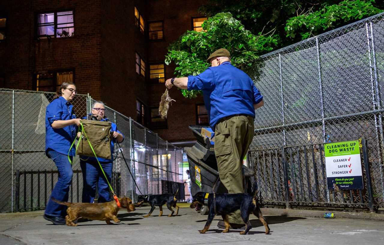 A man holds up a dead rat for two other people to see, as they all hold dogs by the leash.