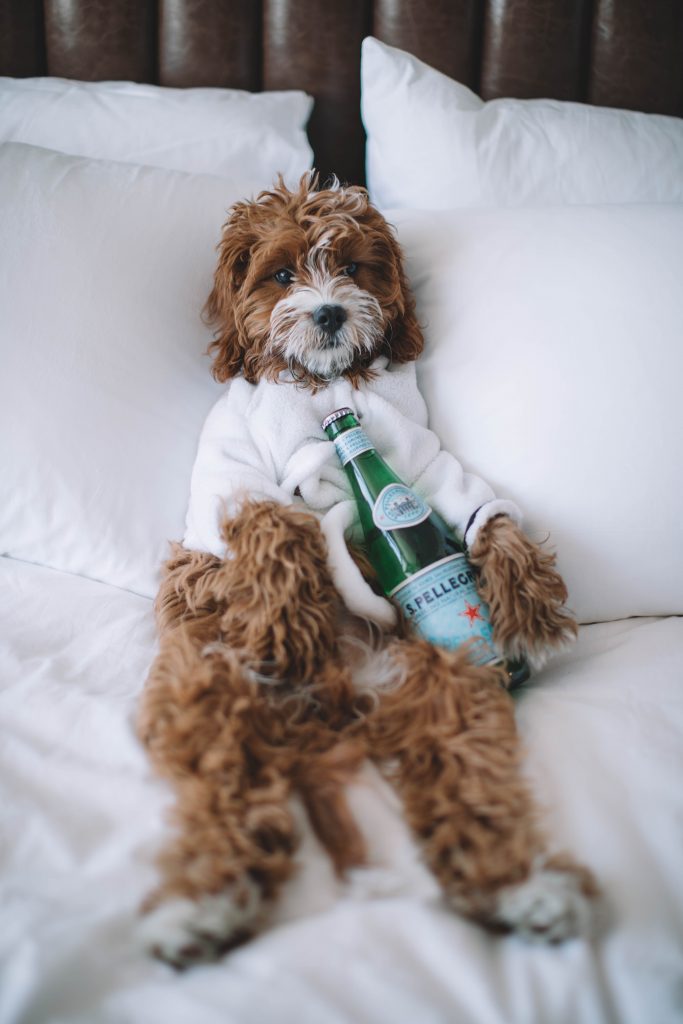 What Are the Benefits of Making Your Hotel Pet-Friendly?