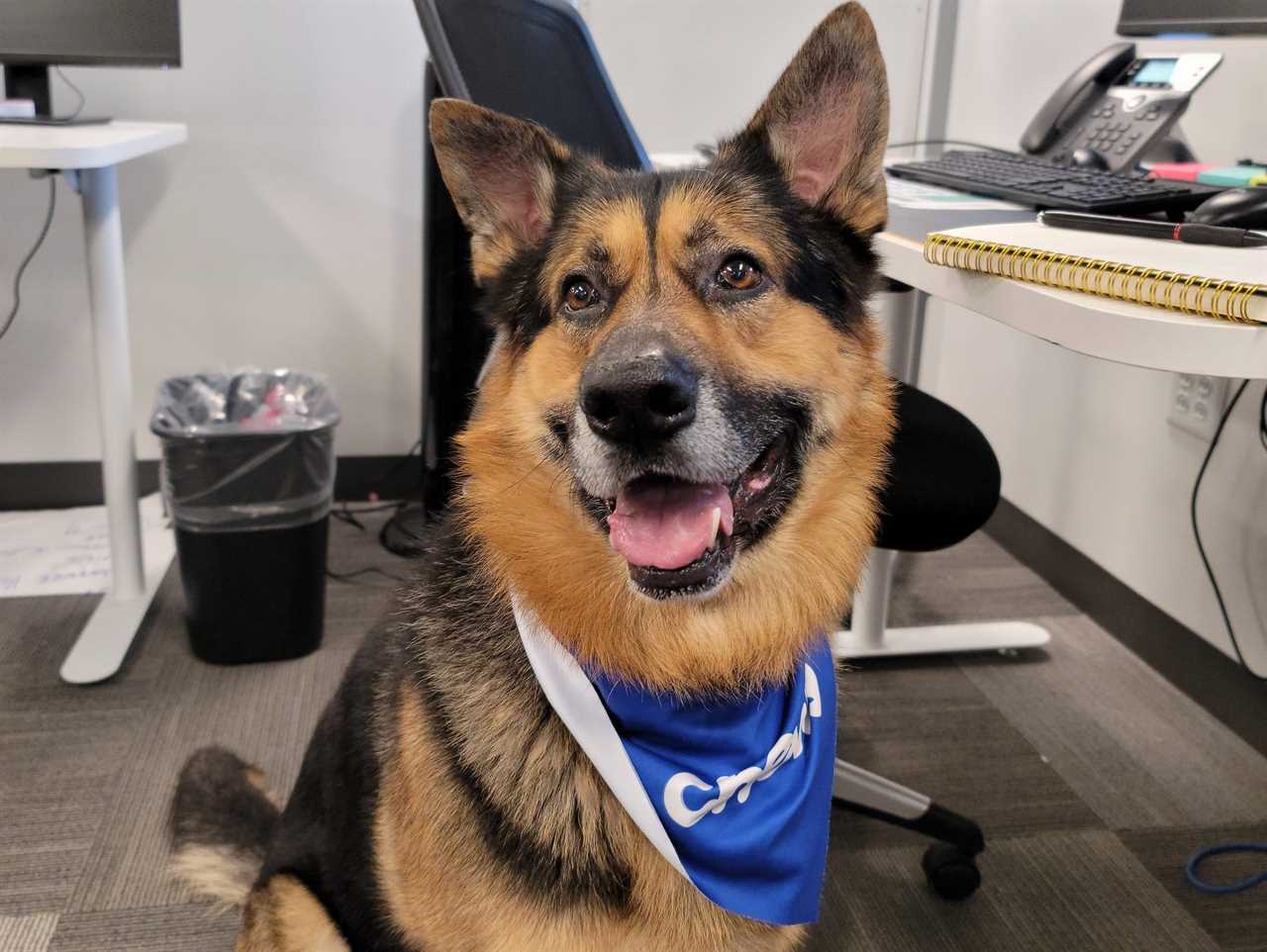 A Chewy employees dog sits in their office with a bandana on.