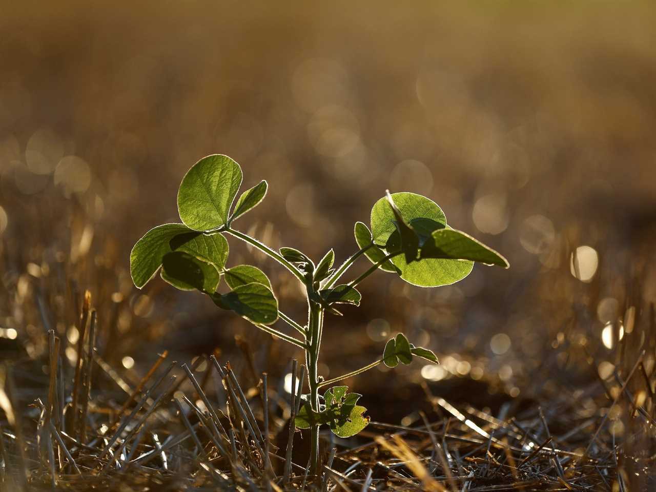small baby soy bean plant in dry dead grass field