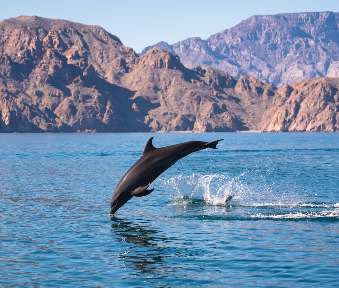 Dolphin jumping into water with rocky formation in background