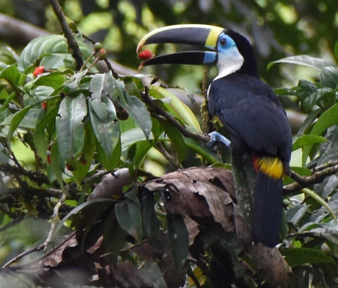 Tropical bird in a tree in Colombia.