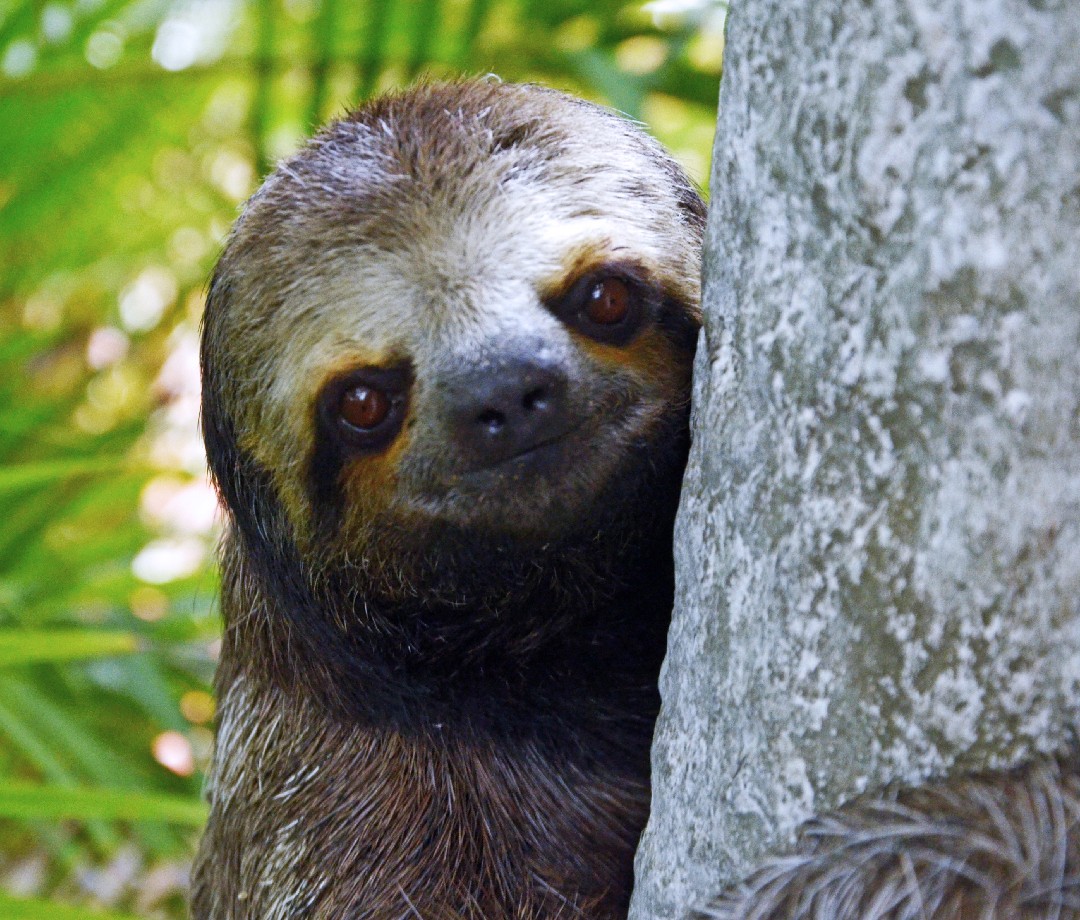 An oso perezoso (lazy bear) peeking from behind a tree trunk.