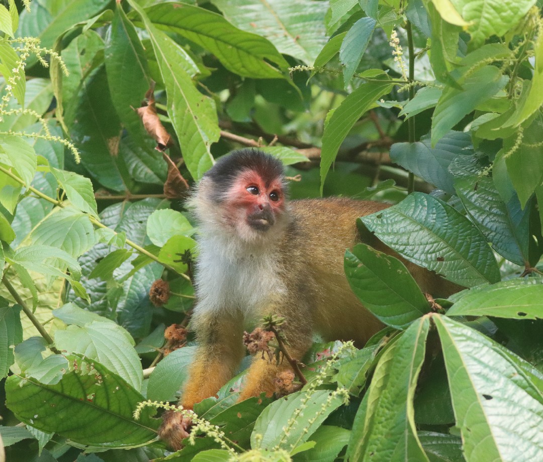 Monkey in a tree in Corcovado National Park.