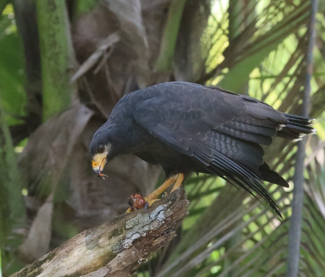 Black hawk in a tree in Corcovado National Park.