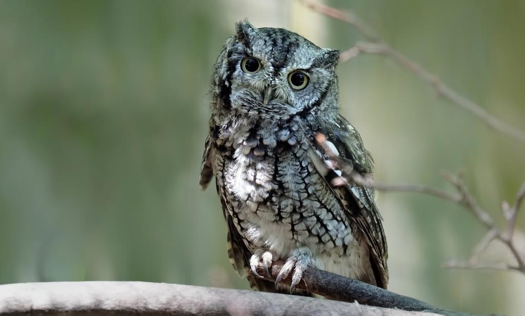 You Can Own An Owl In Alabama, But How Do You Care For It?