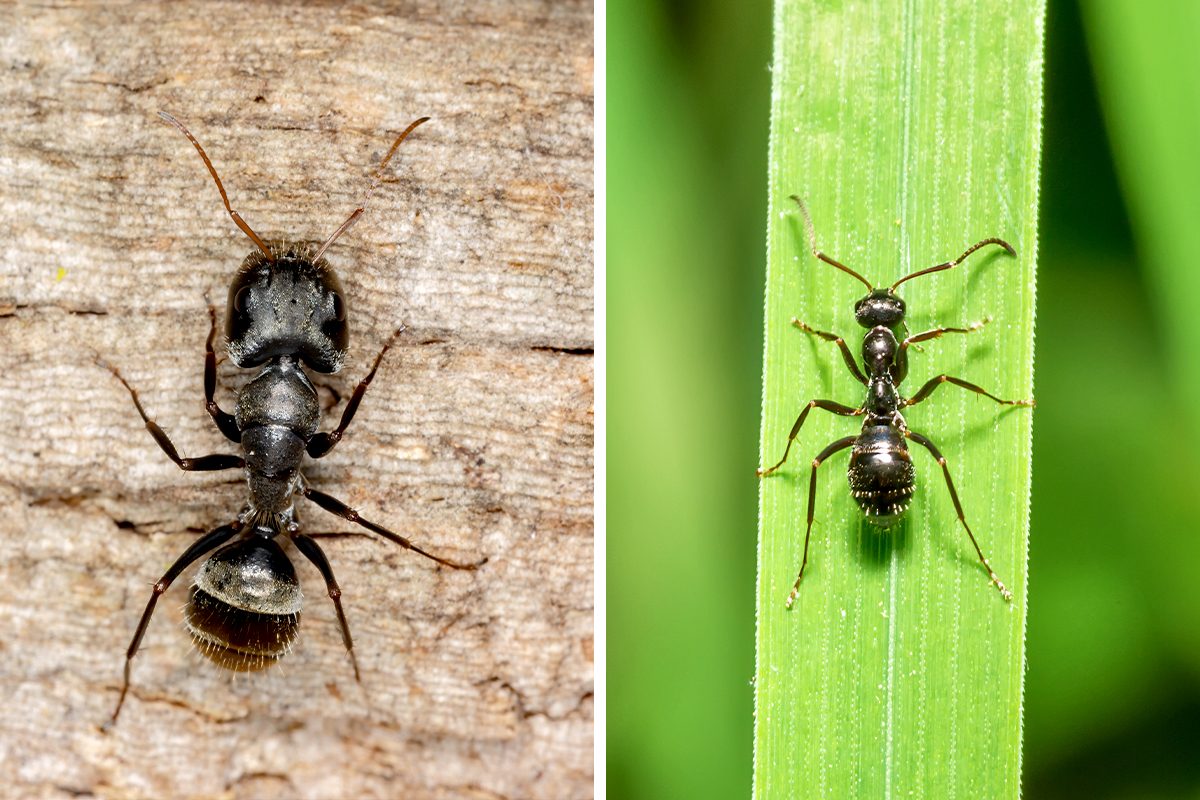 Carpenter Ants vs. Black Ants