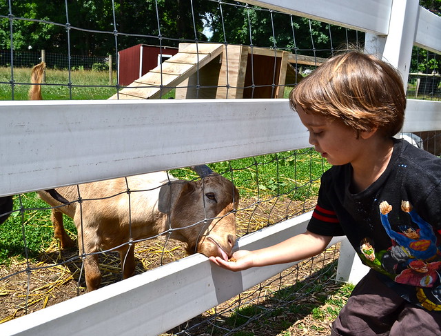 Feeding Farm good & plenty lancaster pa 