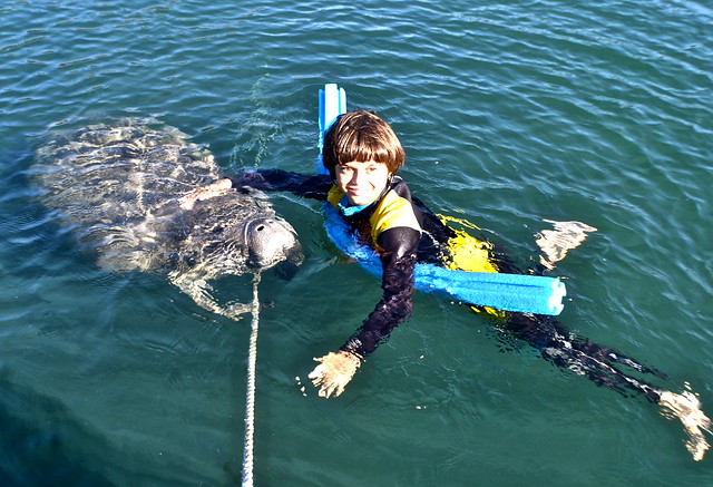 Manatee Snorkeling at Crystal River, Florida 
