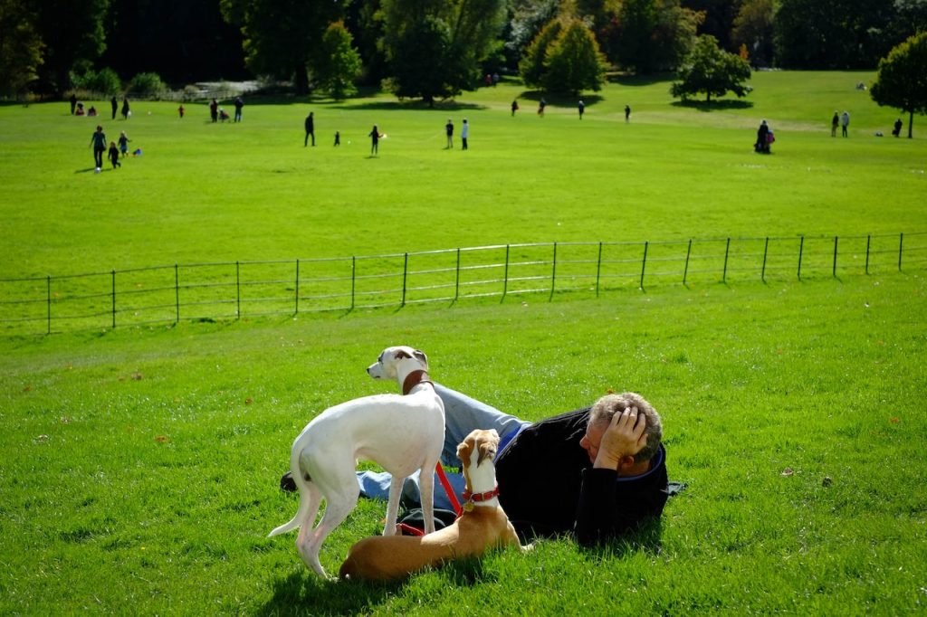 The Do’s and Don’ts of Dog Park Etiquette