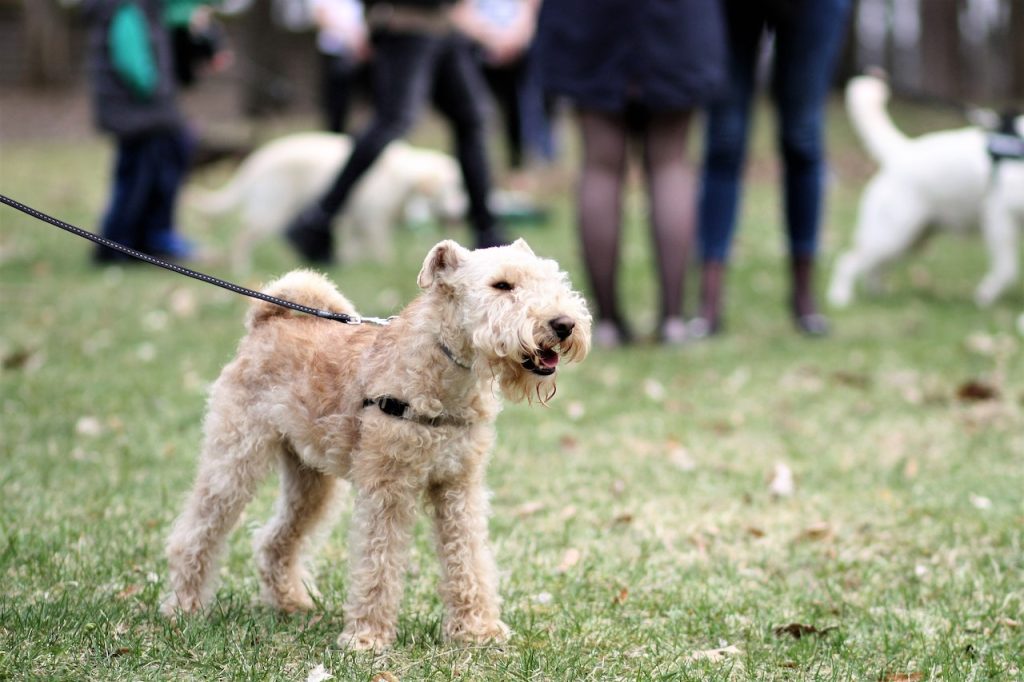 The Do’s and Don’ts of Dog Park Etiquette