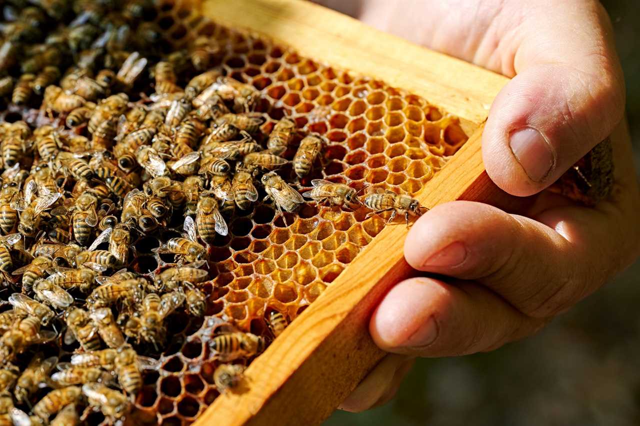 hand of beekeeper holds a honeycomb