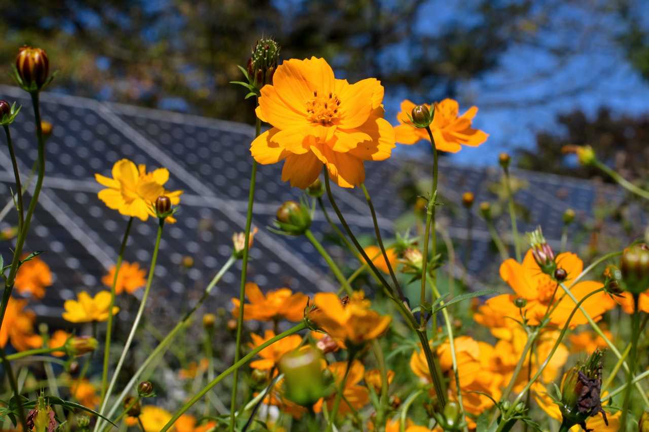 Sustainability in action with cosmos flowers and solar panels coexisting in a pollinator garden on a sunny fall day.