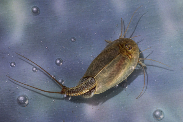 Heavy Rain at Burning Man Reawakens 3-Eyed 'Dinosaur Shrimp'