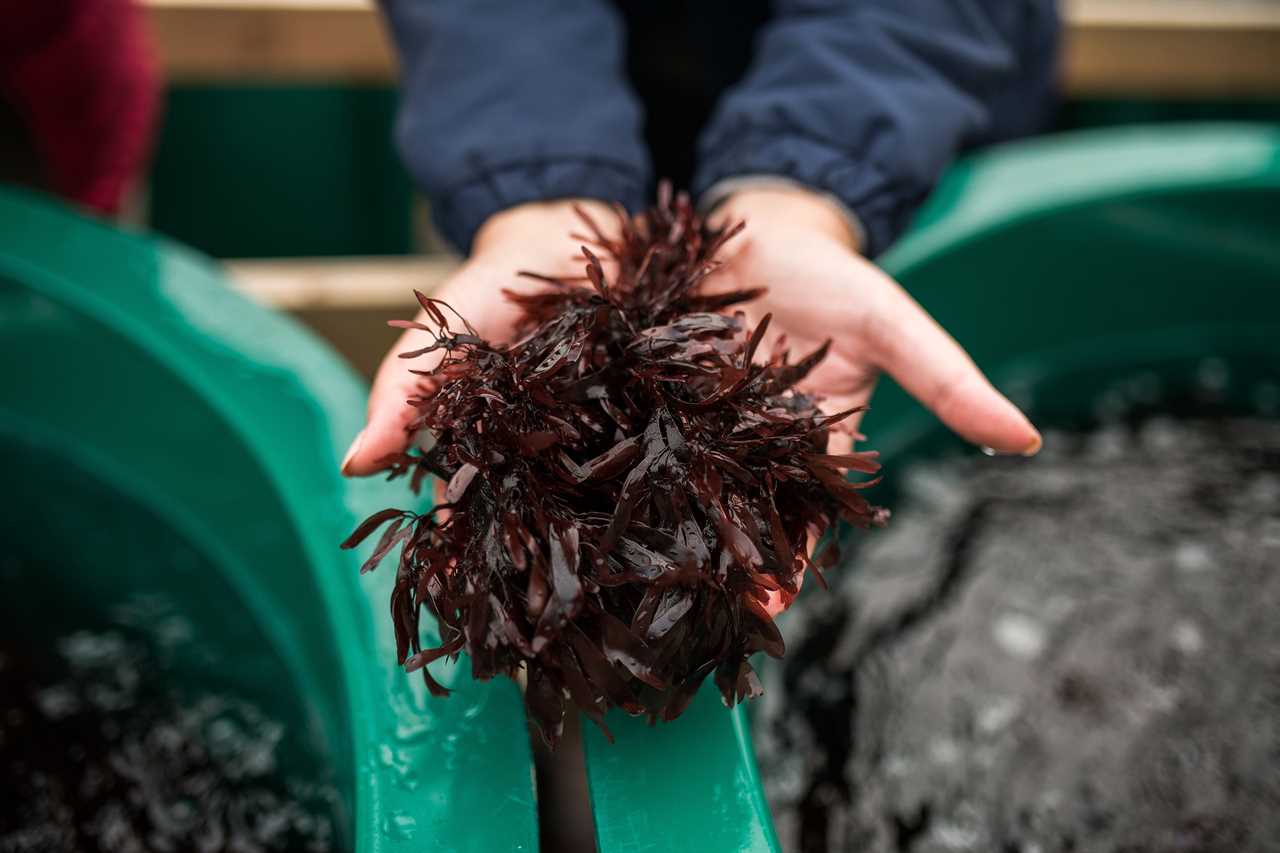 How to Start Foraging for Vegetables in the Sea