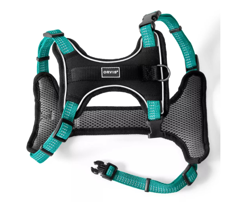 The Best Dog Camping Gear: 19 Essentials for Active Dogs