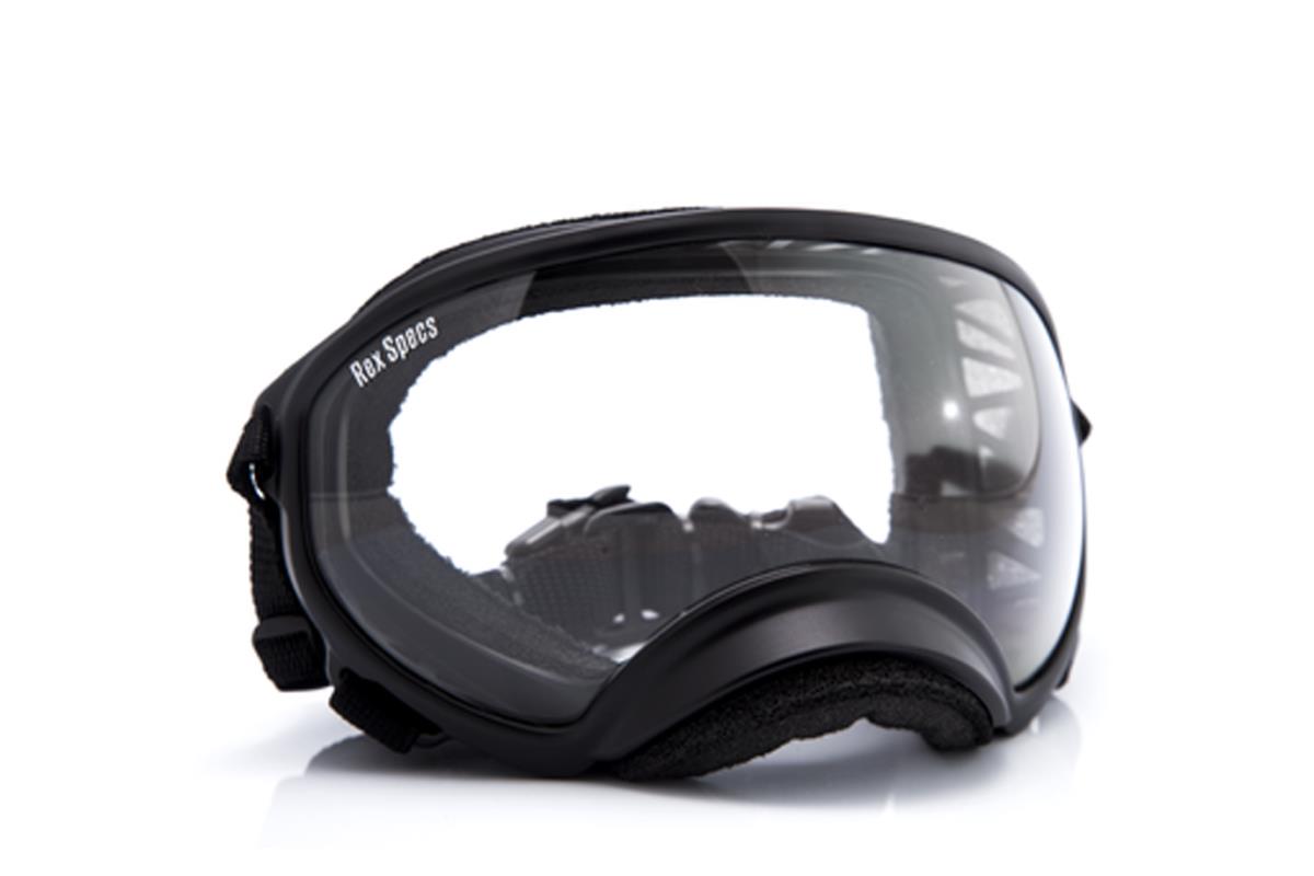 The Best Dog Camping Gear: 19 Essentials for Active Dogs