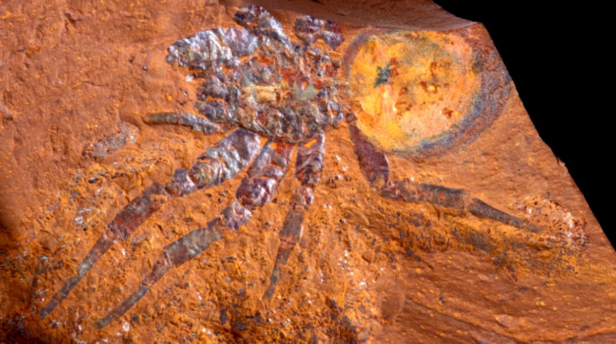Rare Fossil of Giant Trapdoor Spider Found Perfectly Preserved