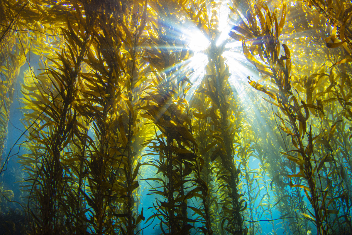 The Chefs Making Seaweed the Future of Food