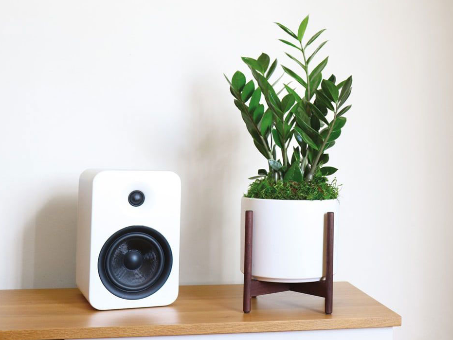 Silver Evergreen plant on a shelf next to a speaker.