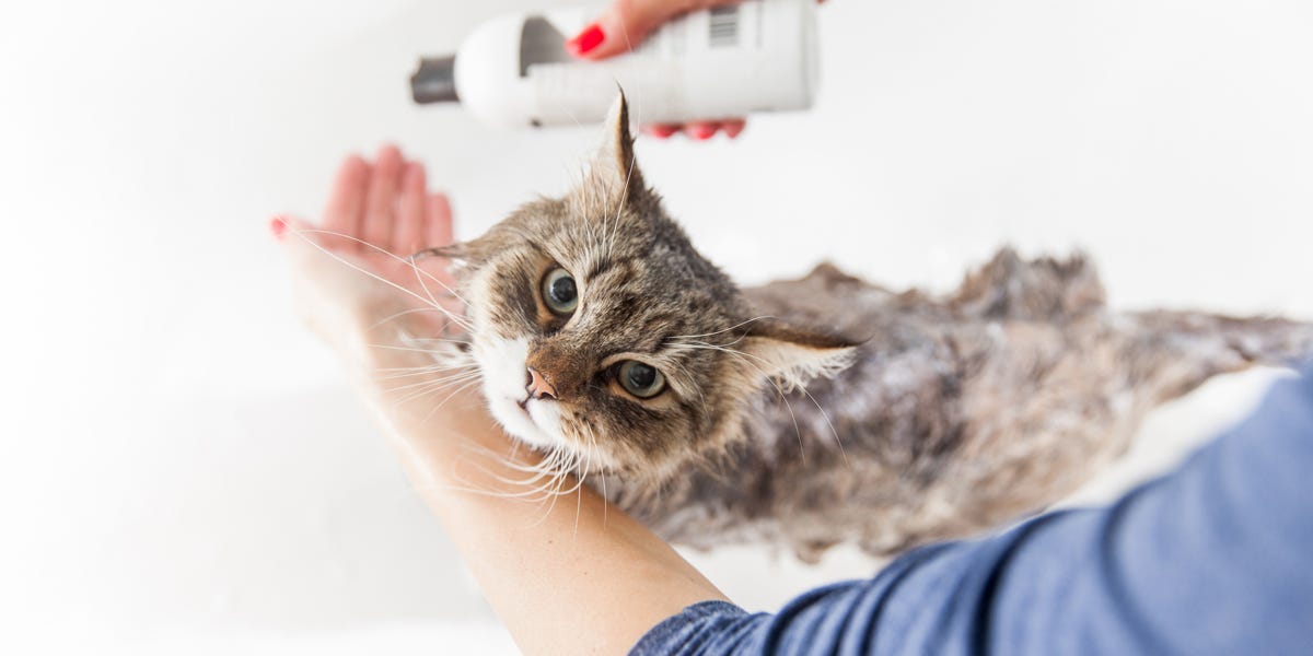 A person is applying shampoo to a gray and white cat.
