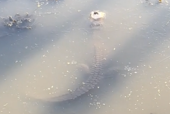A still from a video shows an alligator sticking its snout through frozen water.