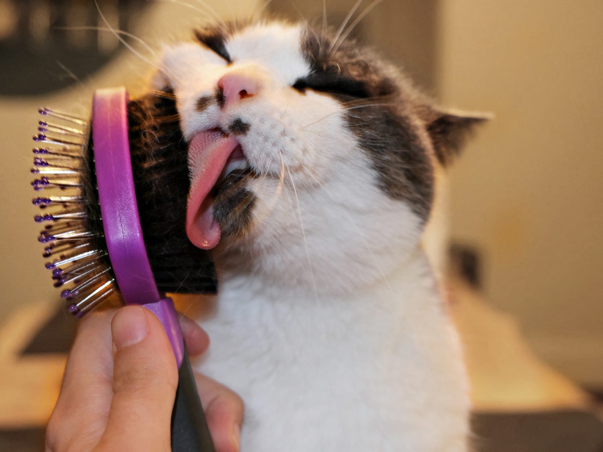 A person is brushing the side of a cat's face with the dual-headed Hartz cat brush.