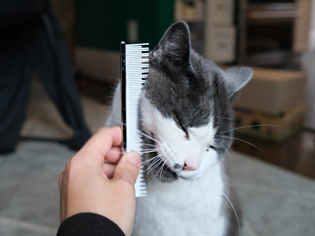 A white and gray cat is being groomed with the Chris Christensen carding comb.