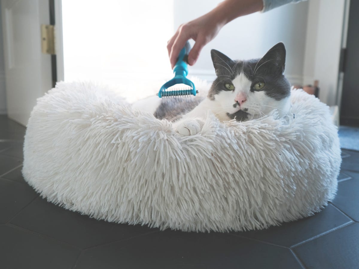 A person is combing the fur of a short-haired cat with the Well and Good Deshedding Tool.