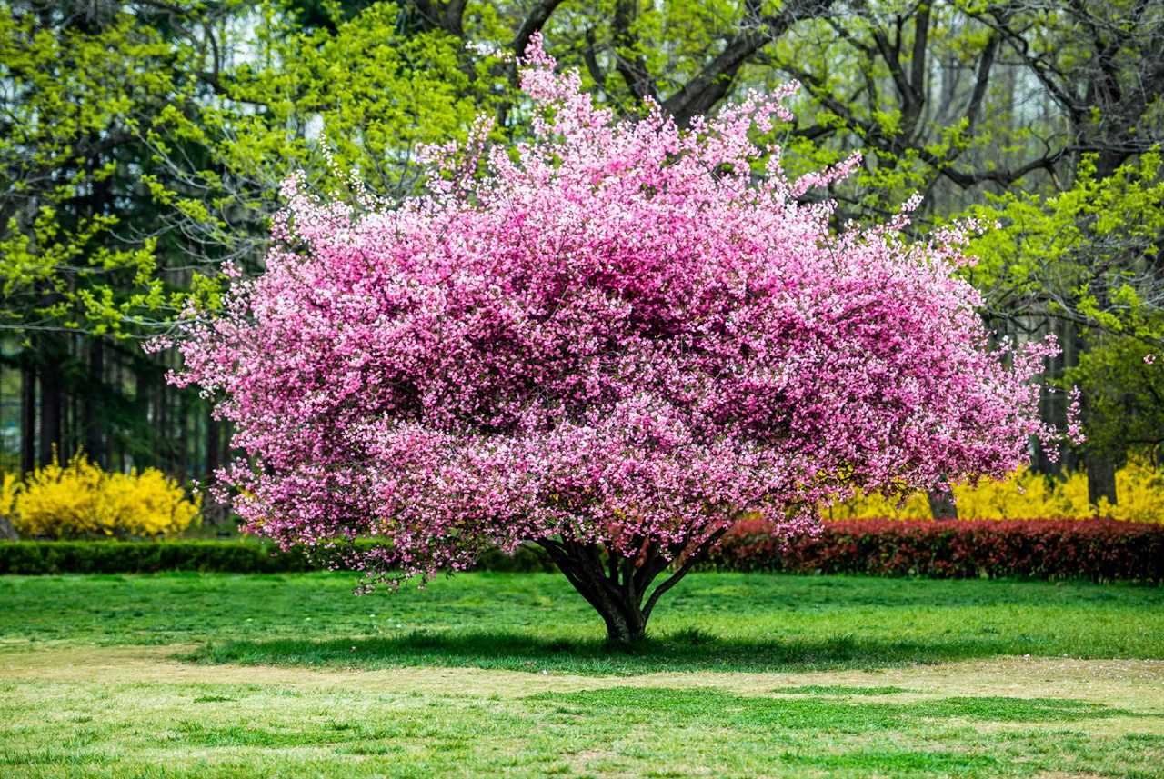 Malus Halliana Koehne flower