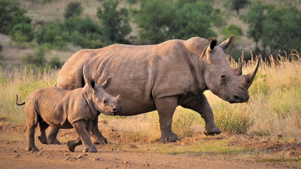 South Africa Safaris from the UK