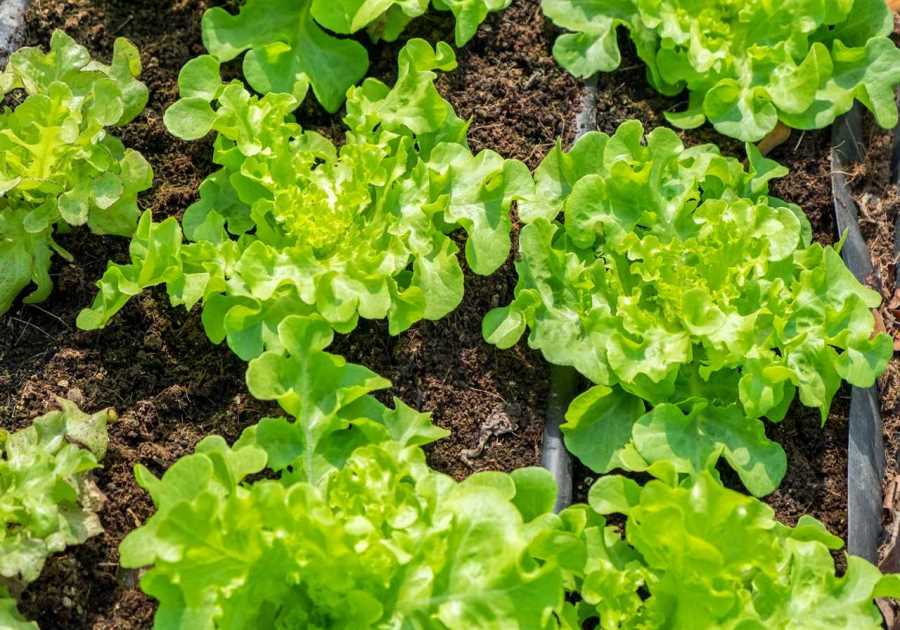12 Easiest Vegetables to Grow, According to Gardening Experts